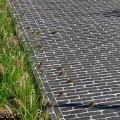 UWF60 Ares zwart bezand Getrommeld