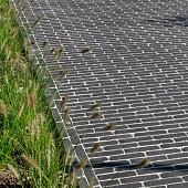 UDF60 Ares zwart bezand Getrommeld