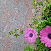Antieke trommel waalformaat 7 cm Groningerbruin
