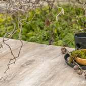 GeoCeramicaÆ 80x40x4 Timber Noce
