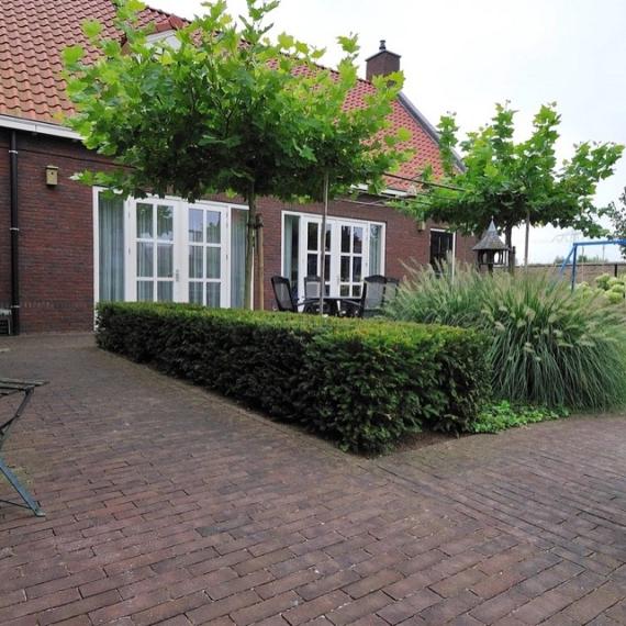 WF80 Violeto gebakken waalformaat paars-bruin