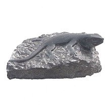 Hagedis op steen (Lizzard on rock) ca. 30x30x20 cm