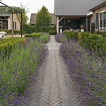 WF60 Carbona Antica gebakken waalformaat zwart