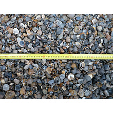 Schelpen 8-16 losgestort