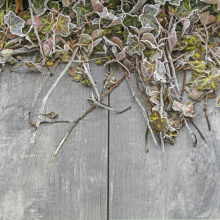 GeoCeramicaÆ 80x40x4 Timber Grigio